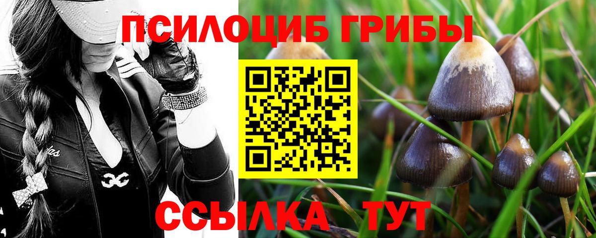 Псилоцибиновые грибы ЛСД  Вход с VPN  Псилоцибиновые грибы мухоморы  Георгиевск 