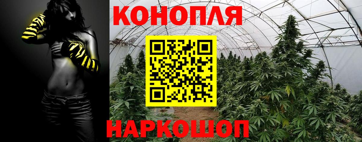 Каннабис OG Kush  Каннабис план  Георгиевск 